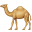 🐪